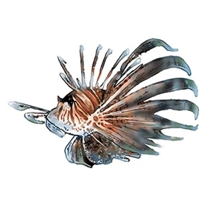 Spiny Fish Temporary Tattoo