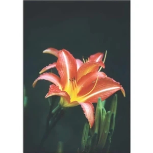 Red Summer Lily