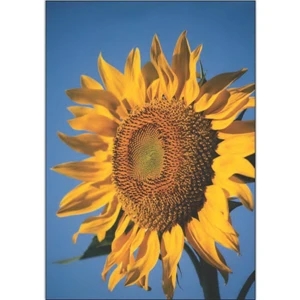 Masterpiece Sunflower Flags