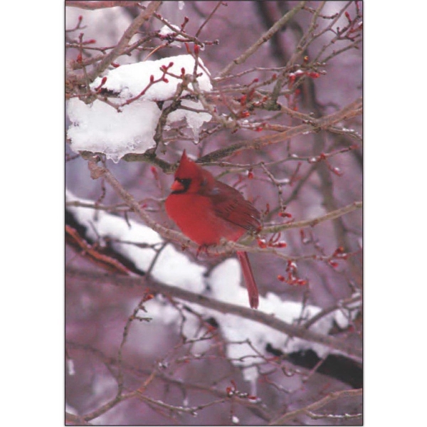 Cardinal on Snowy Branches