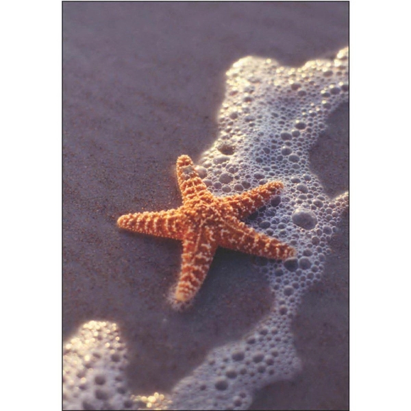 Starfish on Beach
