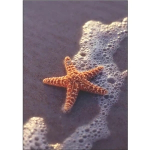 Starfish on Beach