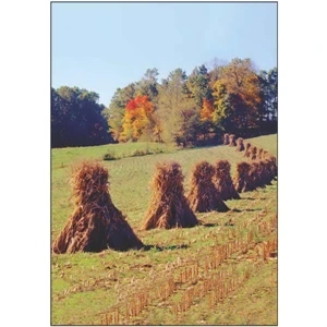 Fall Corn Stalk Field