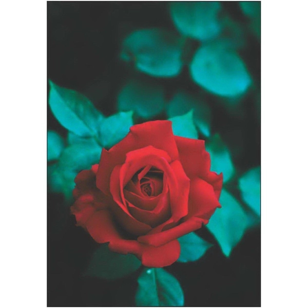 Forever Yours Red Rose
