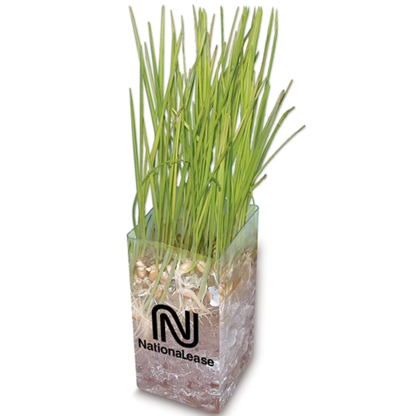 Wheat Grass Grow Kit