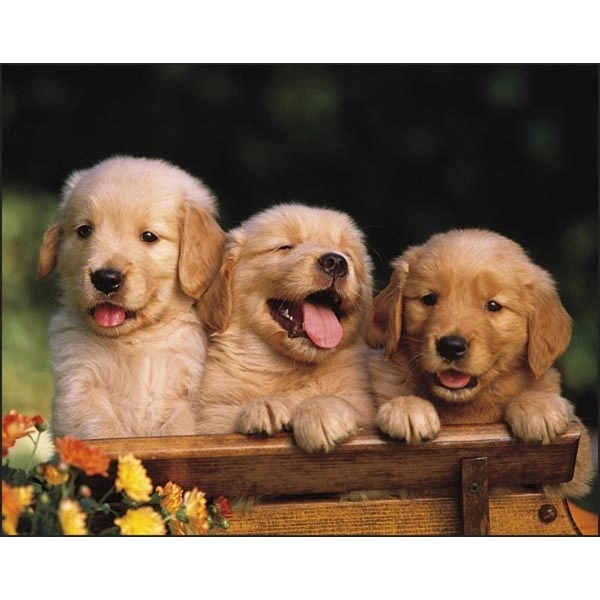 Stapled Puppies & Kittens Lifestyle Appointment Calendar - Image 3