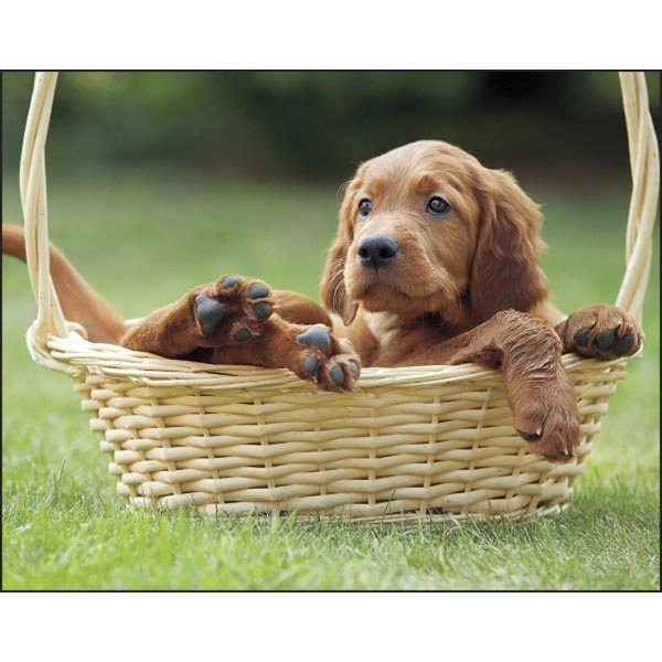 Stapled Puppies & Kittens Lifestyle Appointment Calendar - Image 9