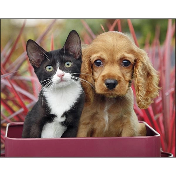 Stapled Puppies & Kittens Lifestyle Appointment Calendar - Image 14