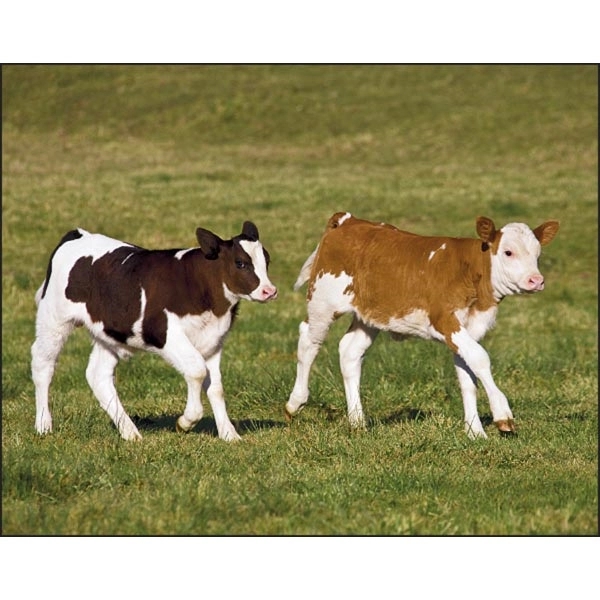 Baby Farm Animals Stapled 2022 Calendar - Image 4
