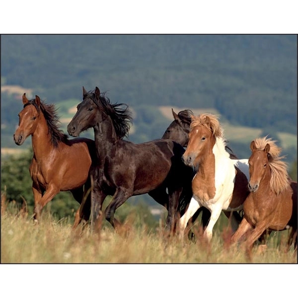 Horses 2022 Calendar - Image 2