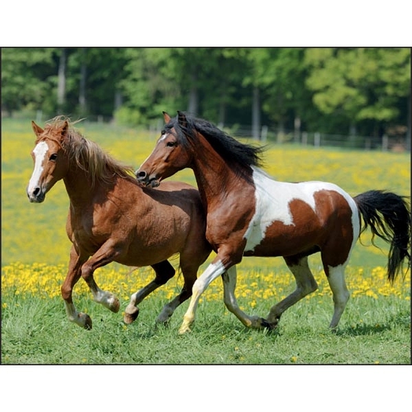Horses 2022 Calendar - Image 6