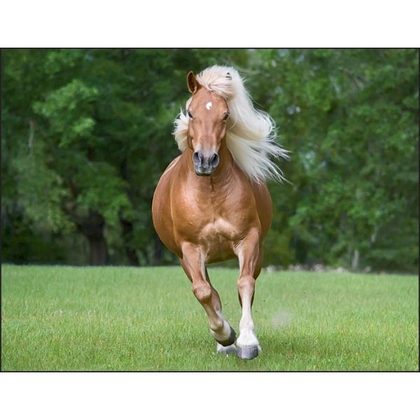 Horses 2022 Calendar - Image 7