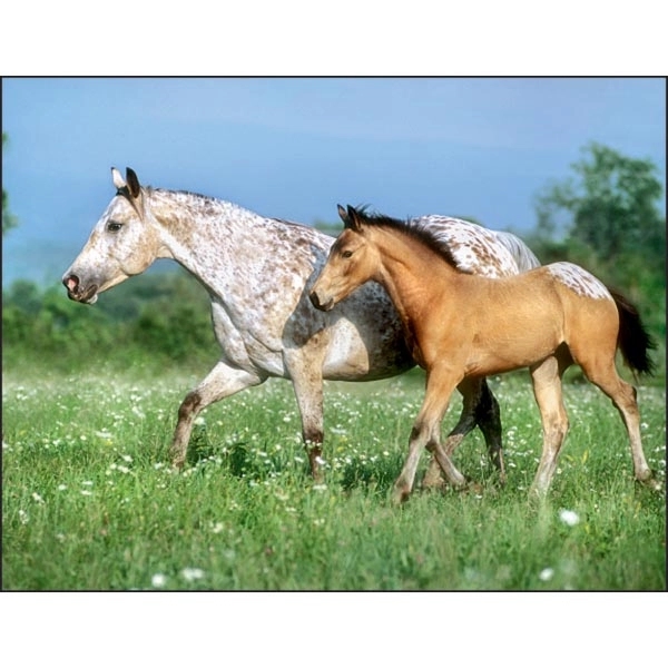 Horses 2022 Calendar - Image 9