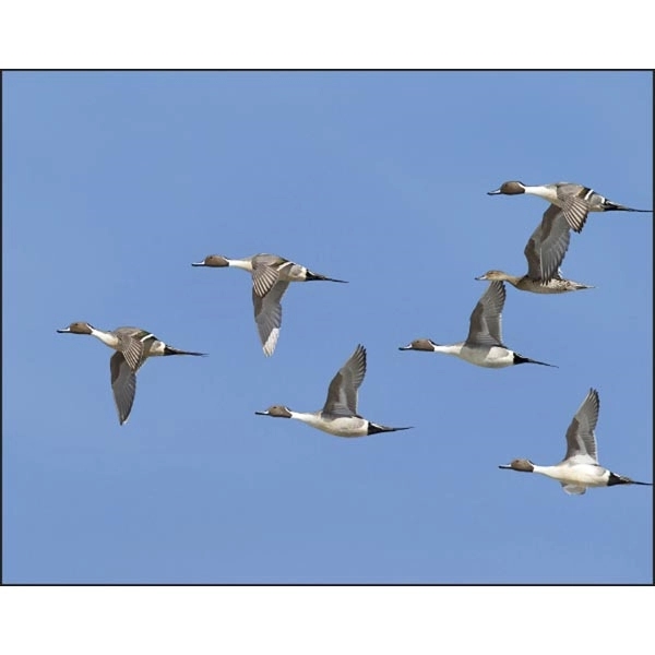 Spiral Waterfowl 2022 Appointment Calendar - Image 9