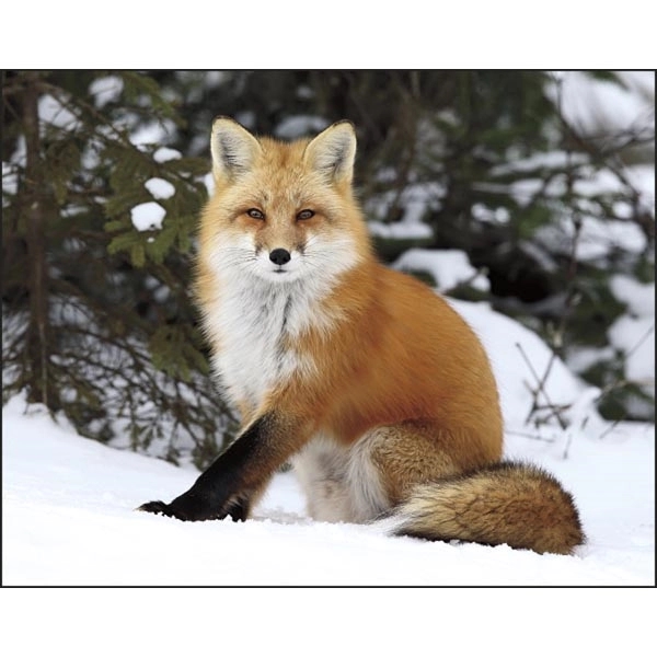 Window Wildlife Portraits 2022 Appointment Calendar - Image 14