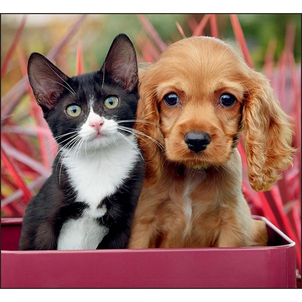 Puppies & Kittens Mini 2022 Appointment Calendar - Image 13