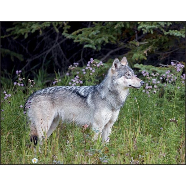 North American Wildlife 2022 Calendar - Image 5