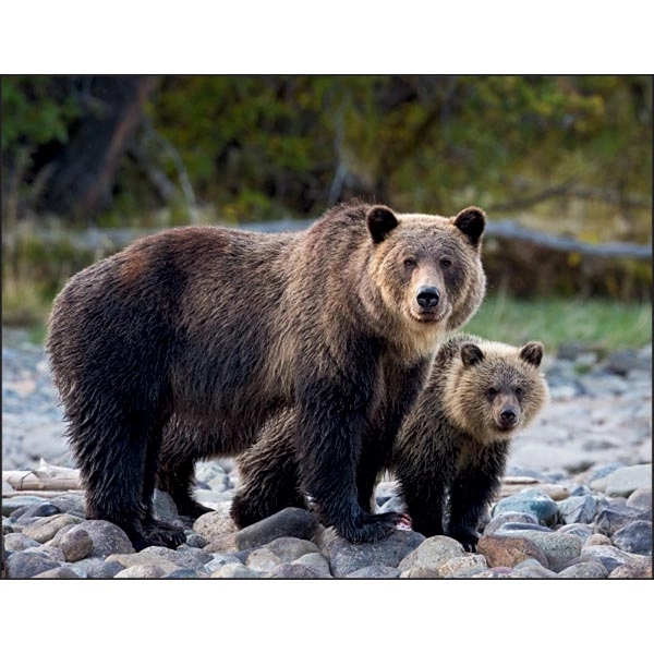 North American Wildlife 2022 Calendar - Image 7