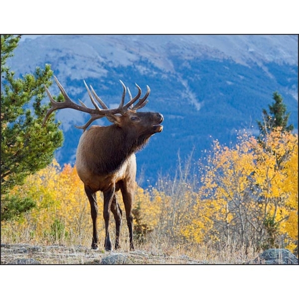 North American Wildlife 2022 Calendar - Image 11