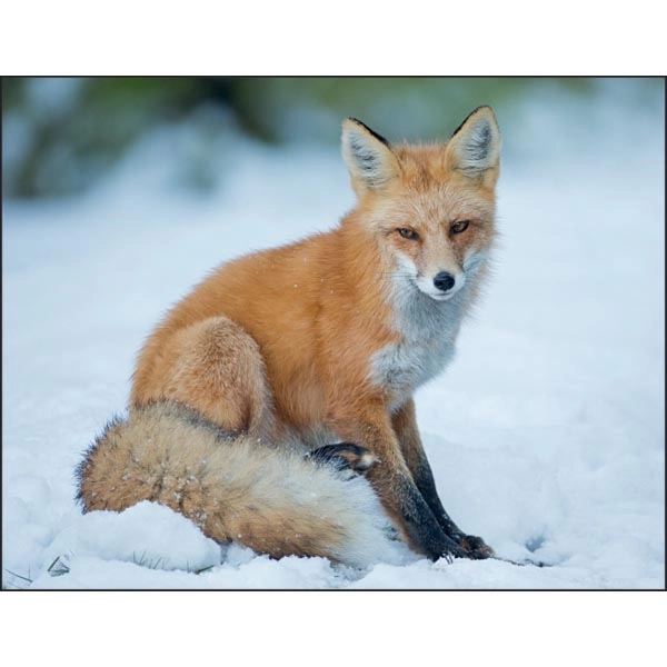 North American Wildlife 2022 Calendar - Image 12