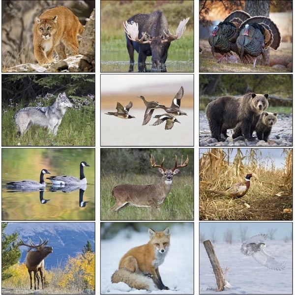 North American Wildlife 2022 Calendar - Image 14