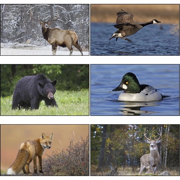 Wildlife 2022 Calendar - Image 8