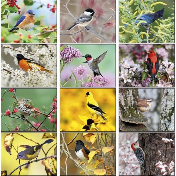 Birds 2022 Calendar - Image 14