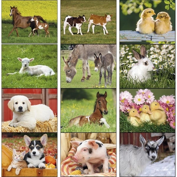 Spiral Baby Farm Animals Lifestyle 2022 Appointment Calendar - Image 15