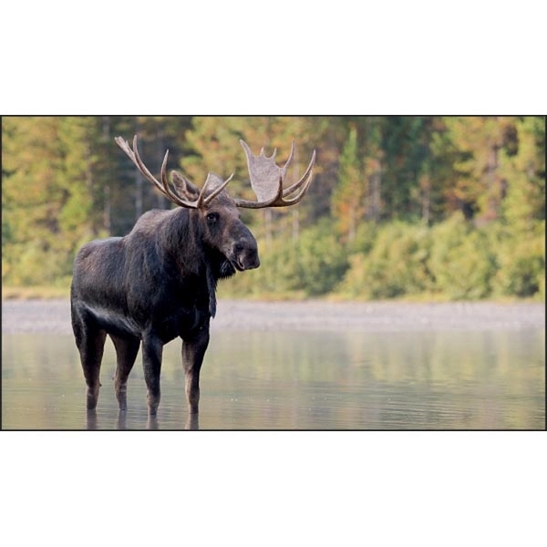 North America Wildlife 2022 Calendar - Image 10