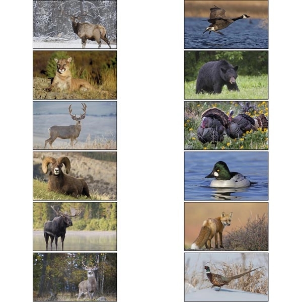 North America Wildlife 2022 Calendar - Image 14