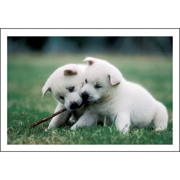 Puppies & Kittens Pocket 2022 Calendar - Image 2