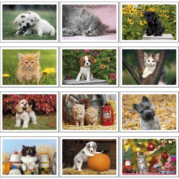 Puppies & Kittens Pocket 2022 Calendar - Image 14