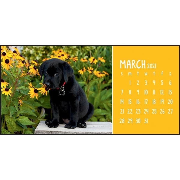 Puppies & Kittens Desk 2022 Calendar - Image 5