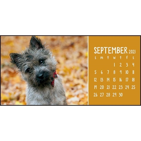 Puppies & Kittens Desk 2022 Calendar - Image 12