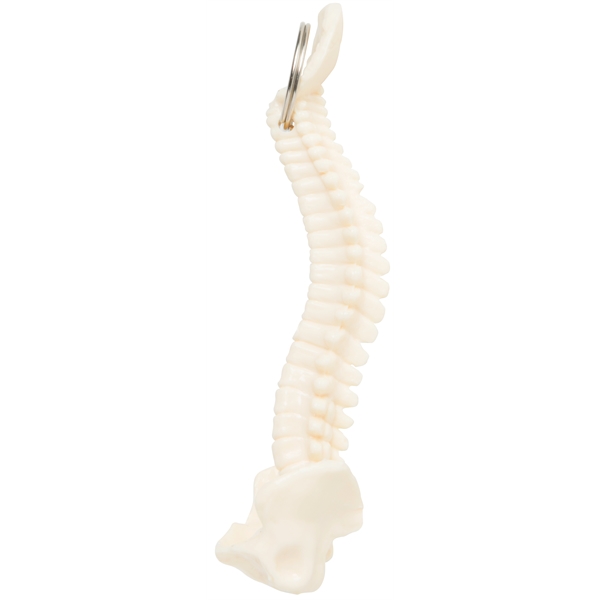 Spine Keyring - Image 5