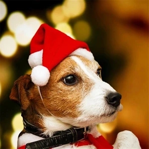 Plush Pet Christmas Hat For Cats and Small Dogs